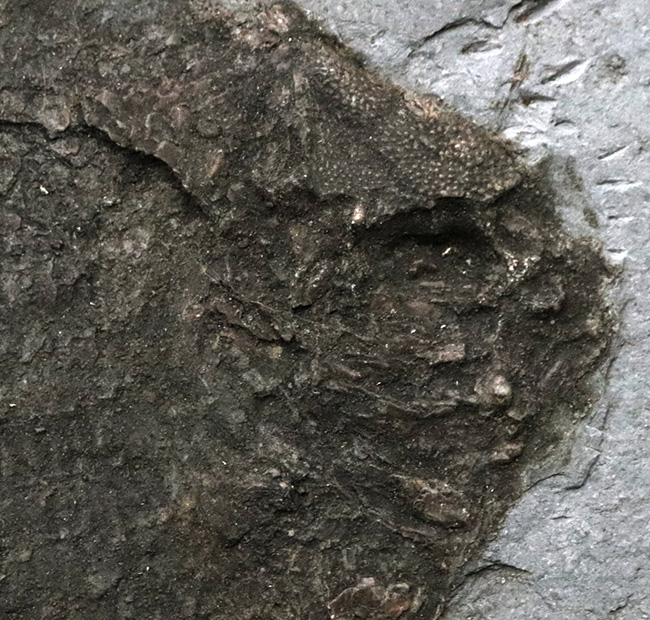 ベリーレア！オールドコレクション！博物館級標本、世界的に名の知れたブランド産地、ドイツ・ホルツマーデンから発見された、非常に希少な古代魚、ダペディウム・プンクテイタム（Dapedium punctatum）の全身化石（その3）