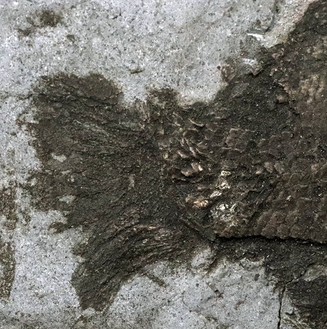 ベリーレア！オールドコレクション！博物館級標本、世界的に名の知れたブランド産地、ドイツ・ホルツマーデンから発見された、非常に希少な古代魚、ダペディウム・プンクテイタム（Dapedium punctatum）の全身化石（その5）