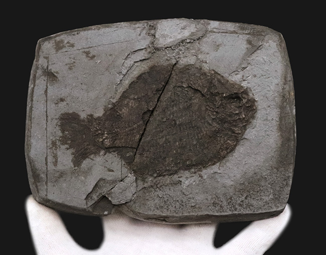 ベリーレア！オールドコレクション！博物館級標本、世界的に名の知れたブランド産地、ドイツ・ホルツマーデンから発見された、非常に希少な古代魚、ダペディウム・プンクテイタム（Dapedium punctatum）の全身化石（その6）