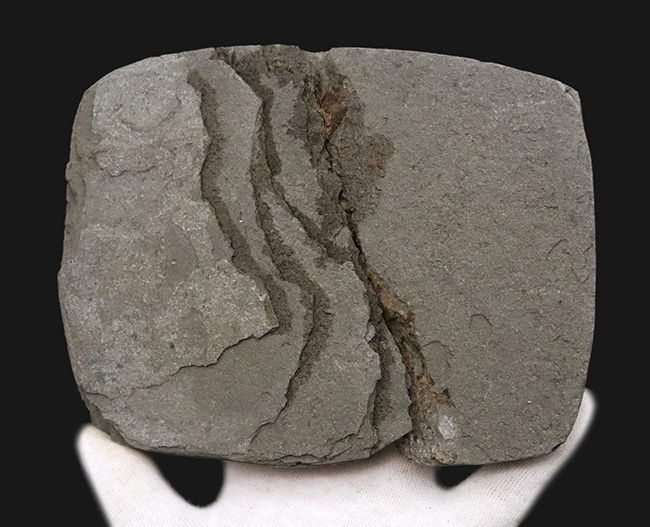 ベリーレア！オールドコレクション！博物館級標本、世界的に名の知れたブランド産地、ドイツ・ホルツマーデンから発見された、非常に希少な古代魚、ダペディウム・プンクテイタム（Dapedium punctatum）の全身化石（その7）
