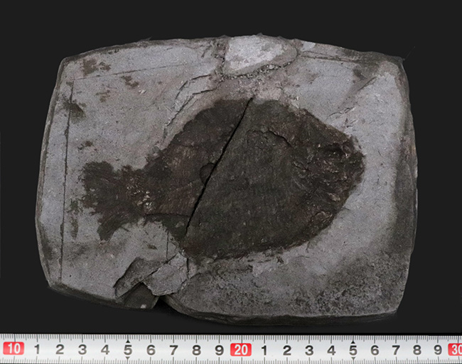 ベリーレア！オールドコレクション！博物館級標本、世界的に名の知れたブランド産地、ドイツ・ホルツマーデンから発見された、非常に希少な古代魚、ダペディウム・プンクテイタム（Dapedium punctatum）の全身化石（その9）