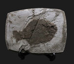 ベリーレア！オールドコレクション！博物館級標本、世界的に名の知れたブランド産地、ドイツ・ホルツマーデンから発見された、非常に希少な古代魚、ダペディウム・プンクテイタム（Dapedium punctatum）の全身化石