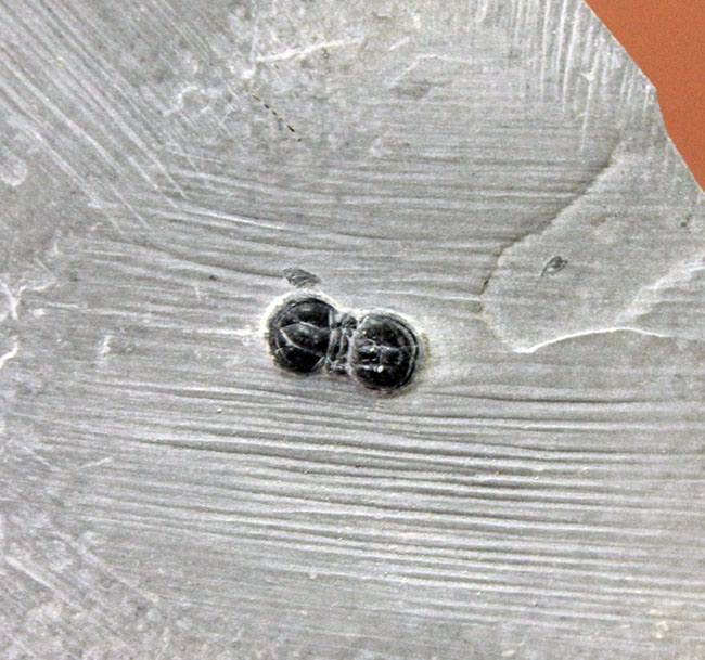ブーツの跡に見える?何から何まで他の三葉虫とは異なる、”超”個性派三葉虫、ペロノプシス(Peronopsis sp.)(その2)