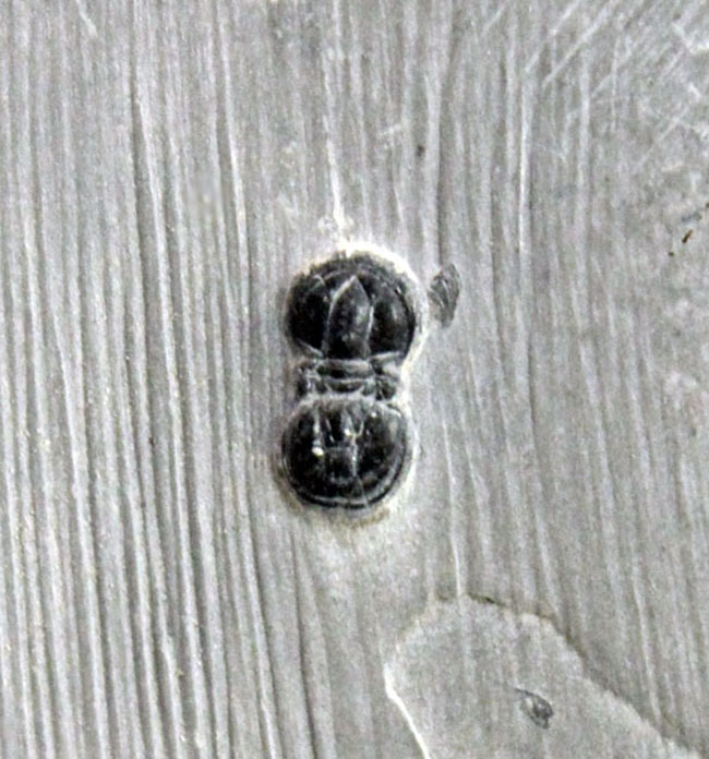 ブーツの跡に見える?何から何まで他の三葉虫とは異なる、”超”個性派三葉虫、ペロノプシス(Peronopsis sp.)(その5)