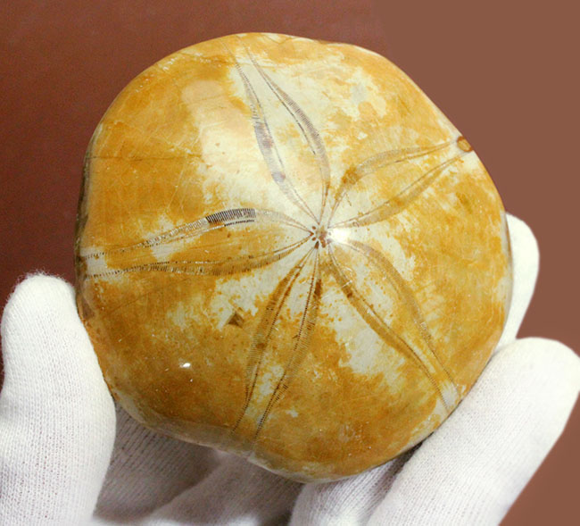 中生代ジュラ紀のウニ化石、クリピーステロイド(Clypeasteroid)の大判化石。マダガスカル・チュリア産。(その2)
