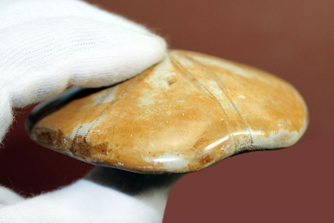 中生代ジュラ紀のウニ化石、クリピーステロイド（Clypeasteroid）の大判化石。マダガスカル・チュリア産。（その6）