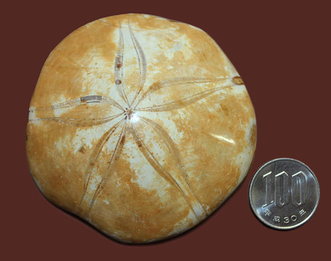中生代ジュラ紀のウニ化石、クリピーステロイド（Clypeasteroid）の大判化石。マダガスカル・チュリア産。（その7）