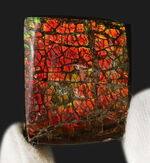 レッドドラゴン！鮮やかな赤色を呈する、カナダ・アルバータ州産のアンモライト（Ammolite）のピース