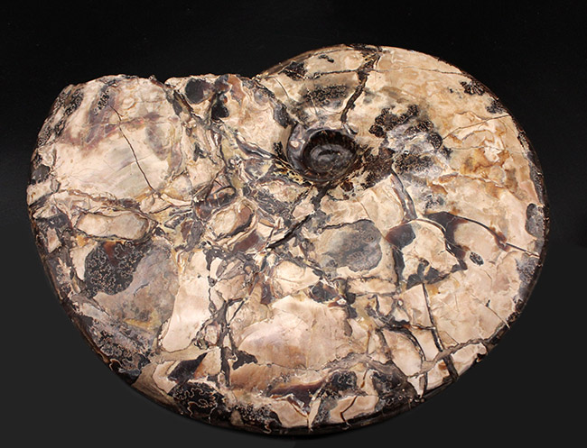 巨大、まさに威風堂々！見事な縫合線！希少な米国サウスダコタ産のプラセンチセラス科のアンモナイトの化石（その6）