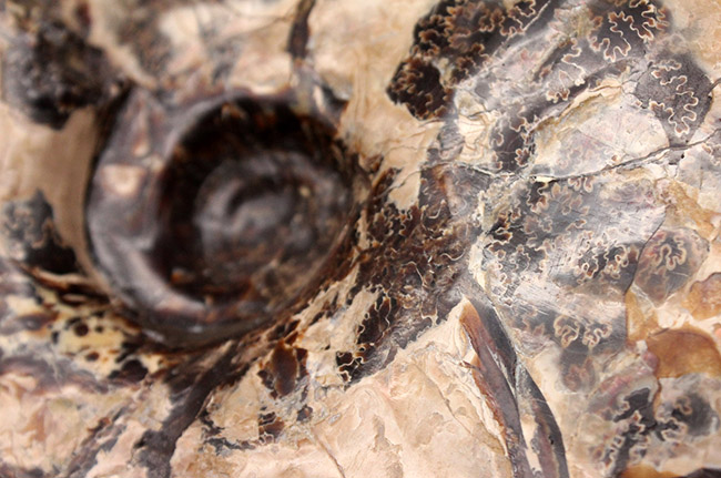 巨大、まさに威風堂々！見事な縫合線！希少な米国サウスダコタ産のプラセンチセラス科のアンモナイトの化石（その7）