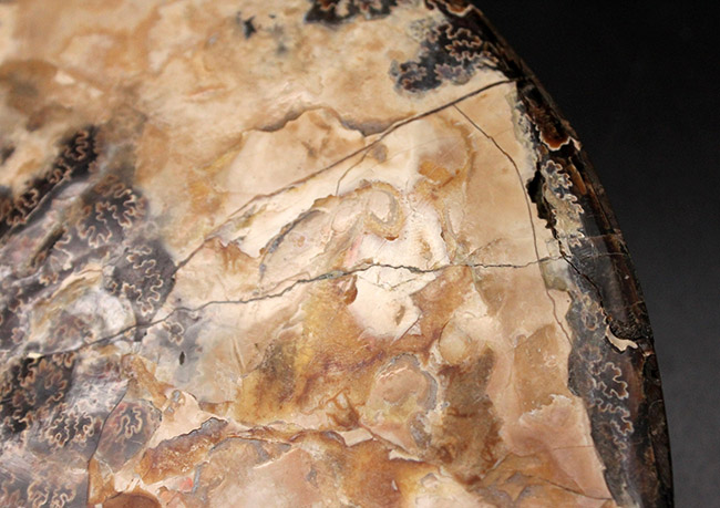 巨大、まさに威風堂々！見事な縫合線！希少な米国サウスダコタ産のプラセンチセラス科のアンモナイトの化石（その8）