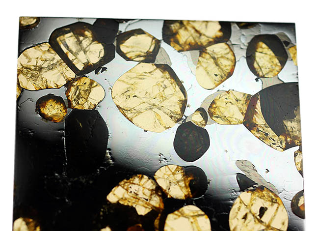 最も美しい隕石の名に恥じないハイクオリティ標本。石鉄隕石ブラヒンパラサイト（その8）