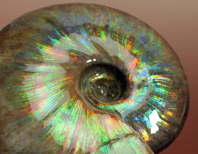 久々に登場!直径10センチを超えるマダガスカル産の極上のイリデッセンス(iridescence)アンモナイト(クレオニセラス)(その10)
