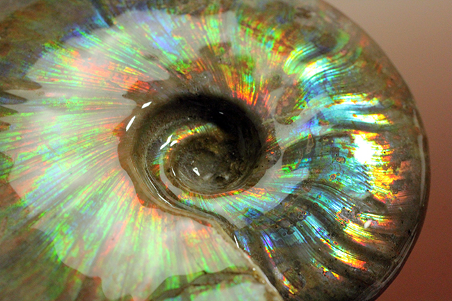 久々に登場!直径10センチを超えるマダガスカル産の極上のイリデッセンス(iridescence)アンモナイト(クレオニセラス)(その11)