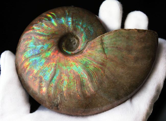 久々に登場!直径10センチを超えるマダガスカル産の極上のイリデッセンス(iridescence)アンモナイト(クレオニセラス)(その14)