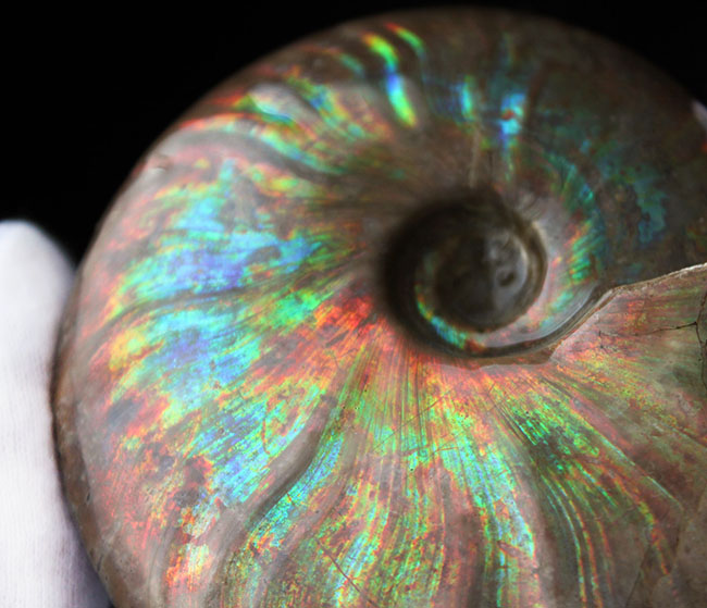 久々に登場!直径10センチを超えるマダガスカル産の極上のイリデッセンス(iridescence)アンモナイト(クレオニセラス)(その15)