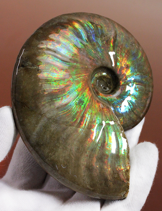 久々に登場!直径10センチを超えるマダガスカル産の極上のイリデッセンス(iridescence)アンモナイト(クレオニセラス)(その2)