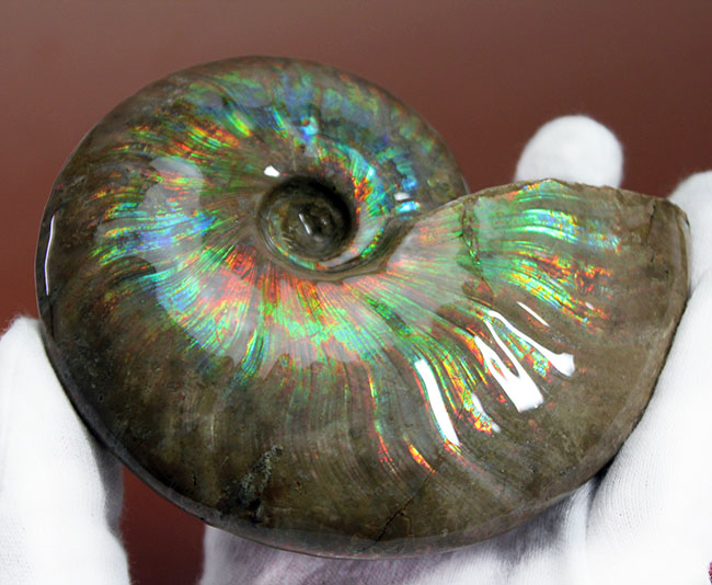久々に登場!直径10センチを超えるマダガスカル産の極上のイリデッセンス(iridescence)アンモナイト(クレオニセラス)(その5)