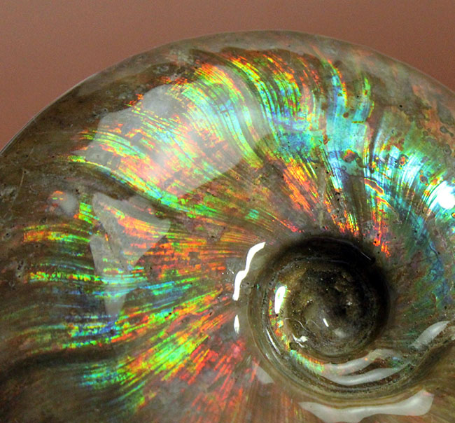 久々に登場!直径10センチを超えるマダガスカル産の極上のイリデッセンス(iridescence)アンモナイト(クレオニセラス)(その6)