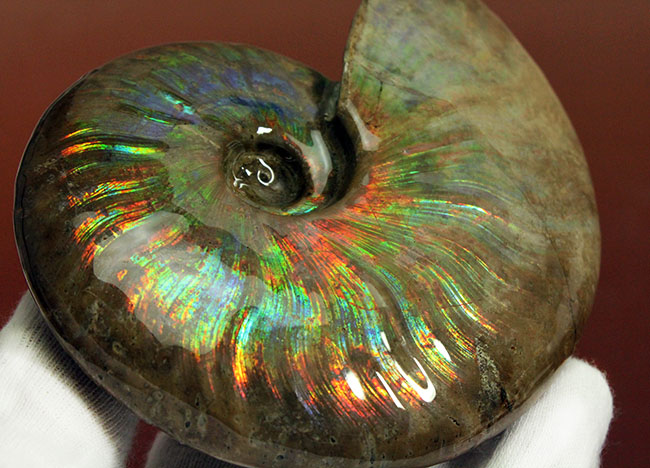 久々に登場!直径10センチを超えるマダガスカル産の極上のイリデッセンス(iridescence)アンモナイト(クレオニセラス)(その9)
