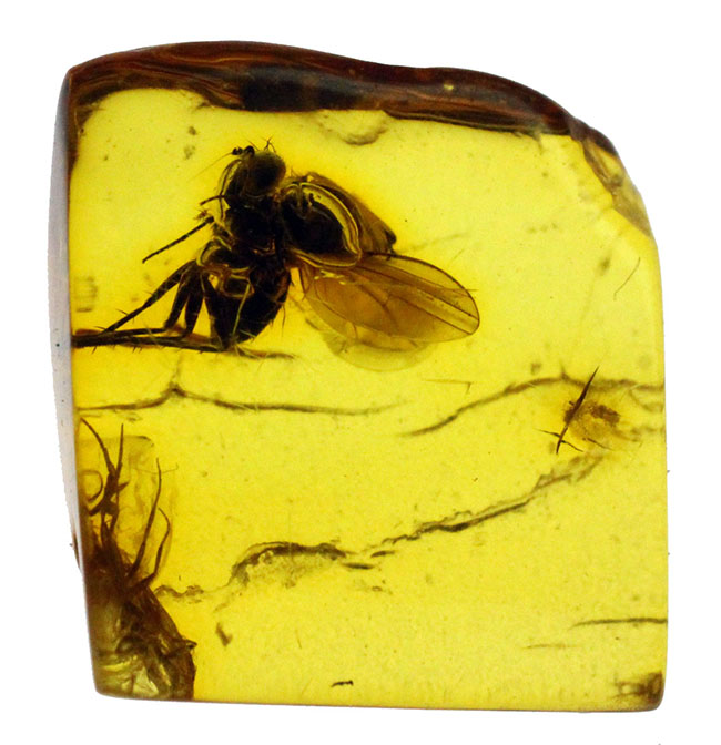４０００万年以上前の翅虫が内包されたバルト海産琥珀（Amber）。星状毛あり。専用の保存ケース付き。（その1）