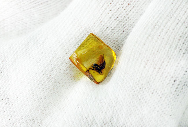４０００万年以上前の翅虫が内包されたバルト海産琥珀（Amber）。星状毛あり。専用の保存ケース付き。（その4）