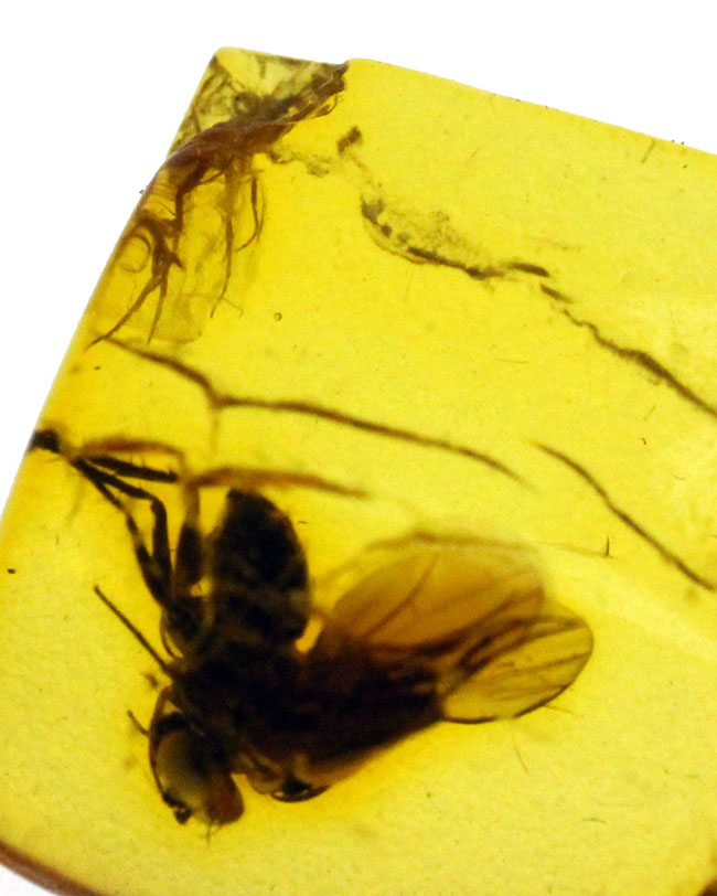 ４０００万年以上前の翅虫が内包されたバルト海産琥珀（Amber）。星状毛あり。専用の保存ケース付き。（その5）