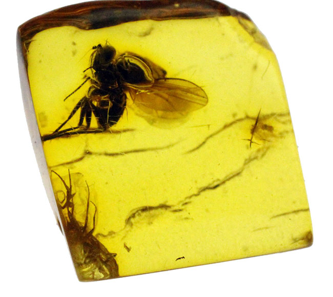 ４０００万年以上前の翅虫が内包されたバルト海産琥珀（Amber）。星状毛あり。専用の保存ケース付き。（その6）