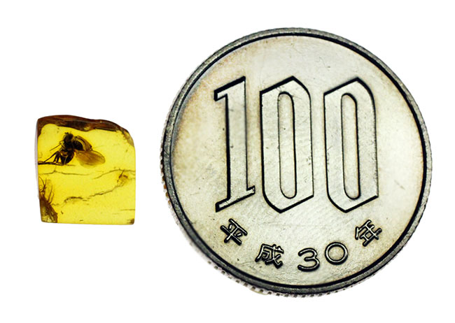 ４０００万年以上前の翅虫が内包されたバルト海産琥珀（Amber）。星状毛あり。専用の保存ケース付き。（その7）