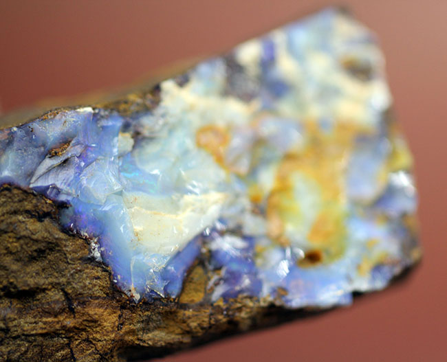 相当量がオパール化した、非常に珍しい珪化木。コレクション価値高い