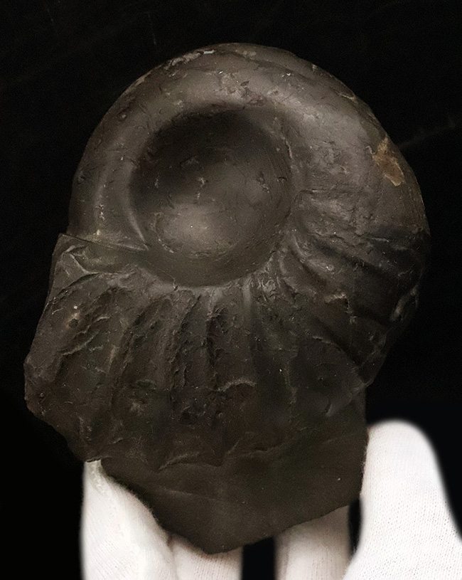 種不明によりリーズナブルプライスでのご提供、縦に横に、2通りの展示の仕方ができるアンモナイト(Ammonite)化石(その1)