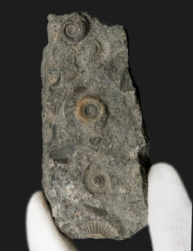 イングランドのジュラ紀の地層より発見されたアンモナイトの群集化石(その1)