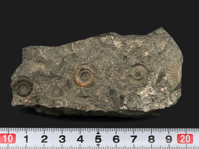 イングランドのジュラ紀の地層より発見されたアンモナイトの群集化石(その6)