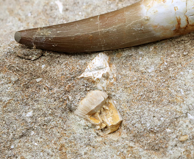 ビッグサイズ！およそ1億年前の北アフリカ近辺に生息していた首長竜