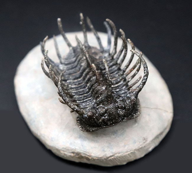 レア種登場!一度見たら忘れない圧倒的な個性を持つ三葉虫、コネプルシア・ブルトーニ(Koneprusia brutoni)の化石(その1)