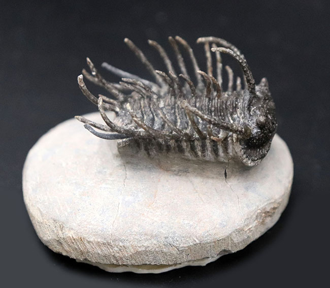 レア種登場!一度見たら忘れない圧倒的な個性を持つ三葉虫、コネプルシア・ブルトーニ(Koneprusia brutoni)の化石(その10)