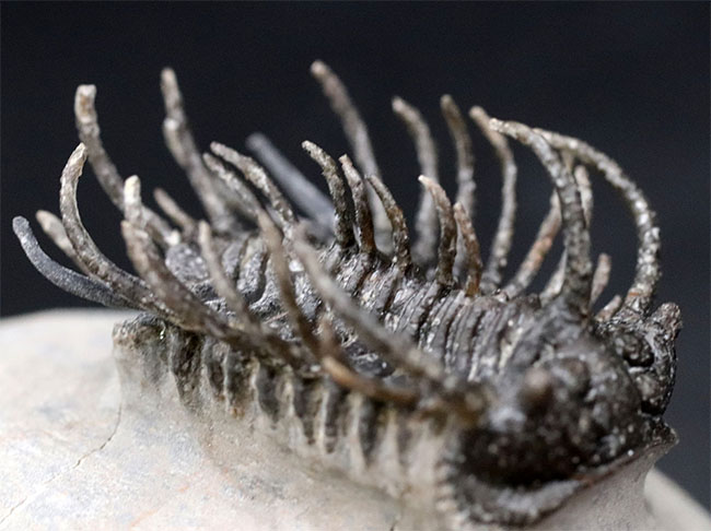 レア種登場！一度見たら忘れない圧倒的な個性を持つ三葉虫、コネプルシア・ブルトーニ（Koneprusia brutoni）の化石（その12）