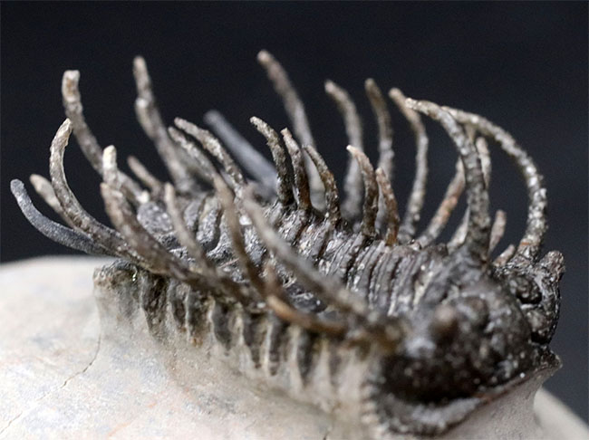 レア種登場!一度見たら忘れない圧倒的な個性を持つ三葉虫、コネプルシア・ブルトーニ(Koneprusia brutoni)の化石(その12)