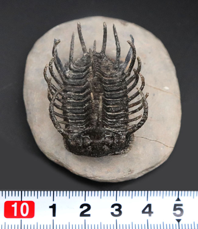 レア種登場!一度見たら忘れない圧倒的な個性を持つ三葉虫、コネプルシア・ブルトーニ(Koneprusia brutoni)の化石(その14)