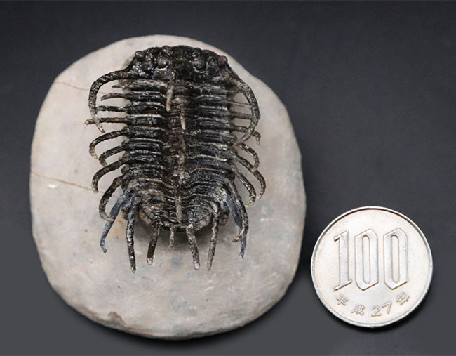 レア種登場!一度見たら忘れない圧倒的な個性を持つ三葉虫、コネプルシア・ブルトーニ(Koneprusia brutoni)の化石(その15)