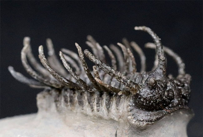 レア種登場!一度見たら忘れない圧倒的な個性を持つ三葉虫、コネプルシア・ブルトーニ(Koneprusia brutoni)の化石(その2)