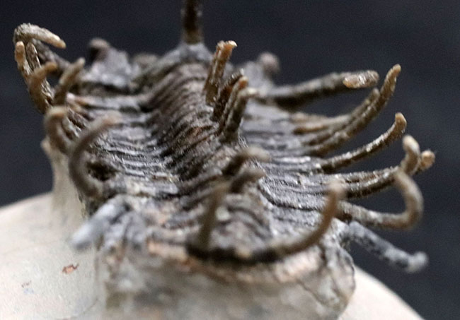 レア種登場!一度見たら忘れない圧倒的な個性を持つ三葉虫、コネプルシア・ブルトーニ(Koneprusia brutoni)の化石(その5)
