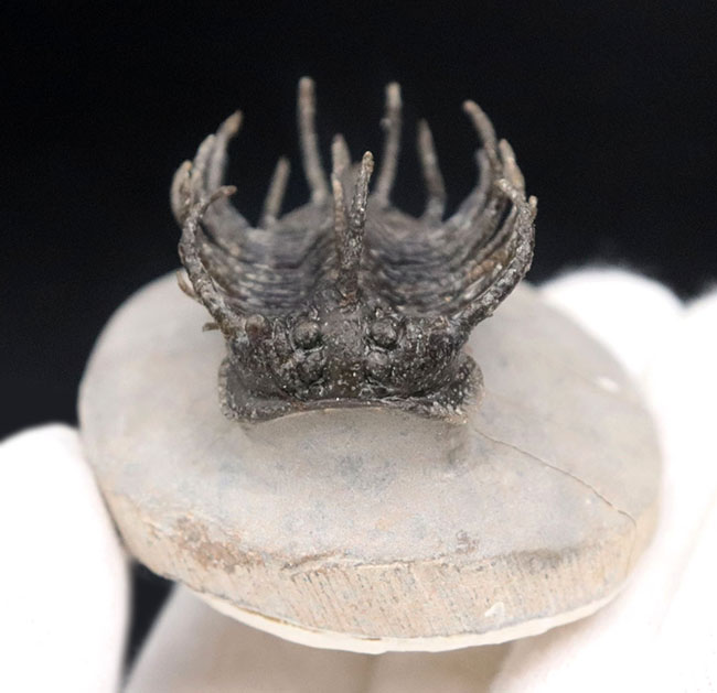 レア種登場!一度見たら忘れない圧倒的な個性を持つ三葉虫、コネプルシア・ブルトーニ(Koneprusia brutoni)の化石(その8)