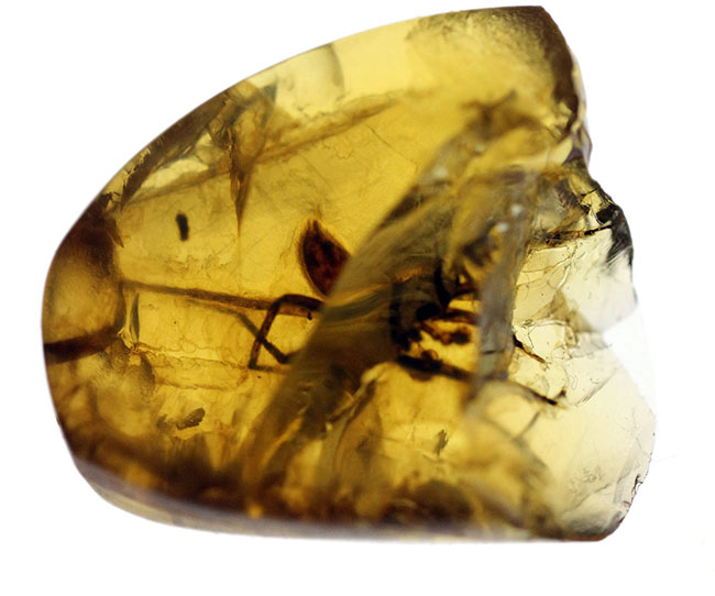 希少な恐竜時代の昆虫を内包したビルマ琥珀、通称、バーマイト(Burmite)(その2)