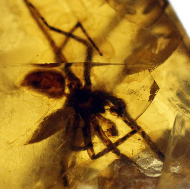 希少な恐竜時代の昆虫を内包したビルマ琥珀、通称、バーマイト(Burmite)(その5)