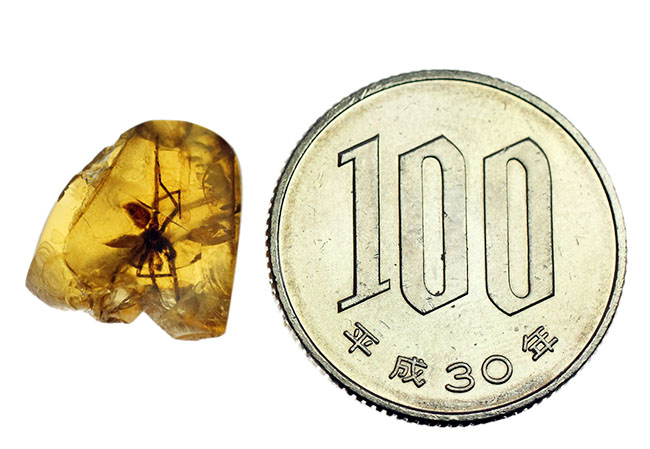 希少な恐竜時代の昆虫を内包したビルマ琥珀、通称、バーマイト(Burmite)(その6)