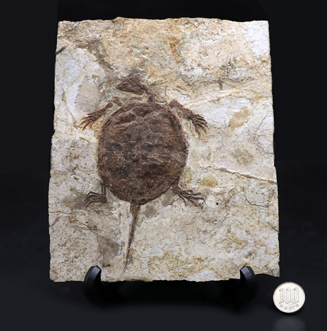 熱河層産の希少なオールドコレクション、淡水性の亀、マンチュロケリスの全身化石（その16）