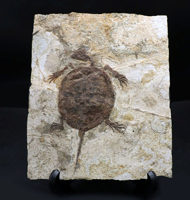 熱河層産の希少なオールドコレクション、淡水性の亀、マンチュロケリスの全身化石（その2）