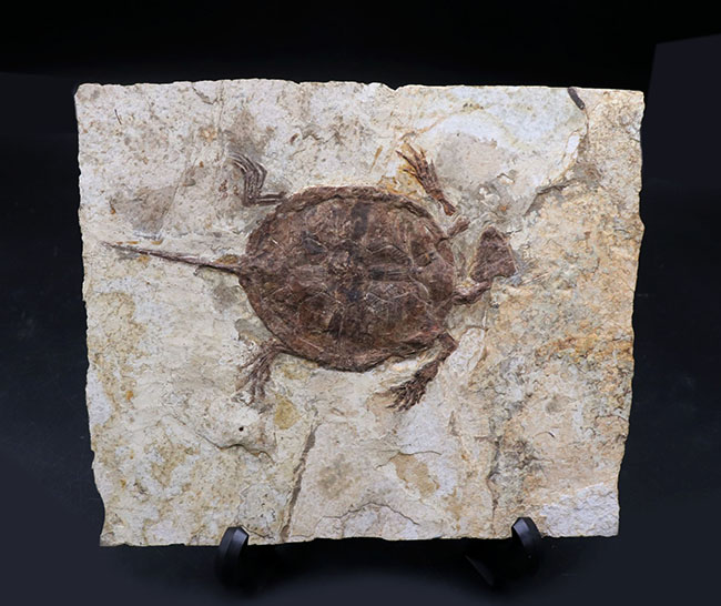 入手不可能❣1970年代チェルシー石膏人形 熱河層産の希少なオールドコレクション、淡水性の亀、マンチュロケリス