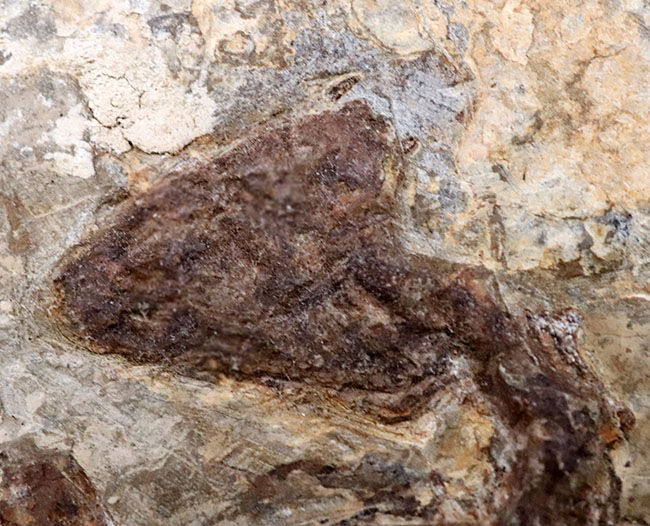 熱河層産の希少なオールドコレクション、淡水性の亀、マンチュロケリスの全身化石（その4）